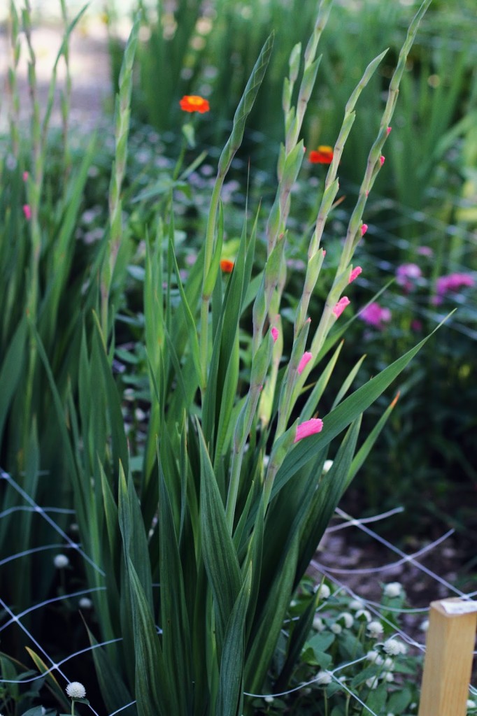 gladiolus at Hillwood Estate and Gardens