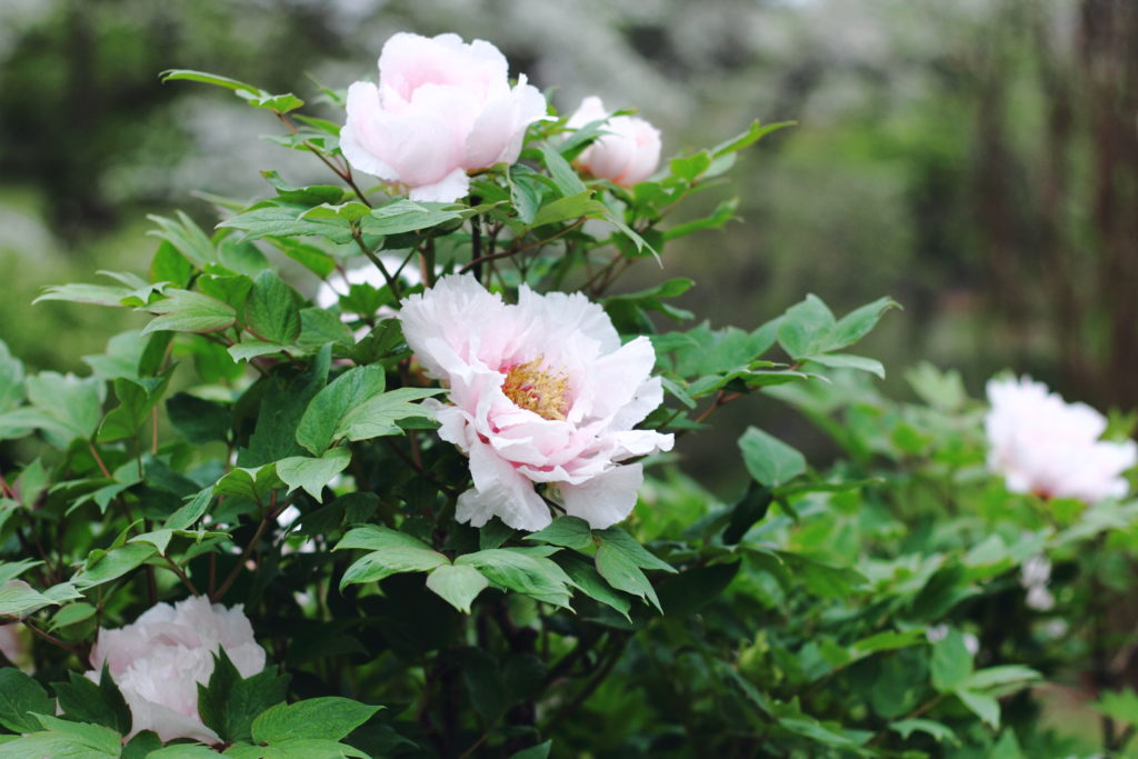 Virginia State Arboretum