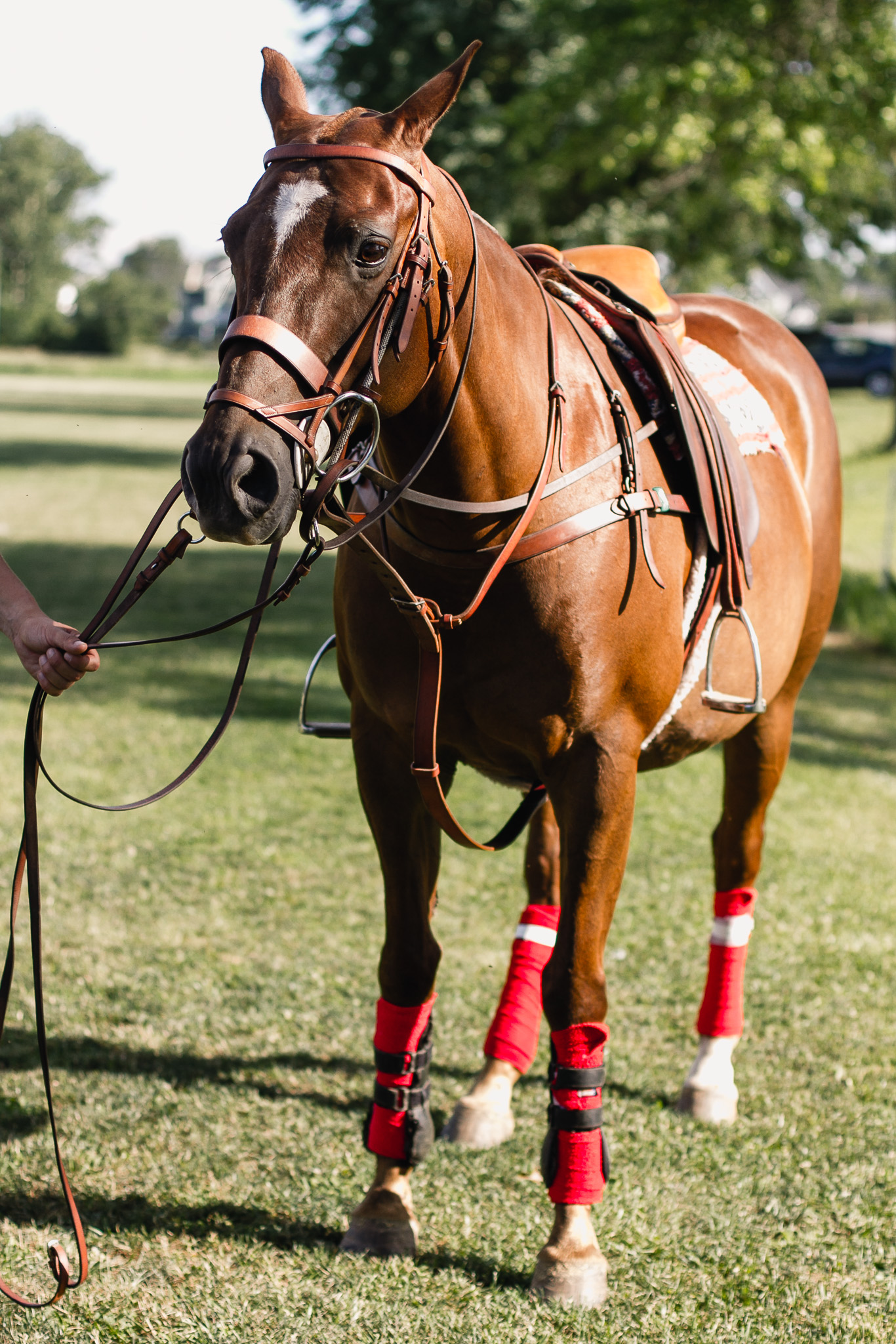 Summerhill Polo