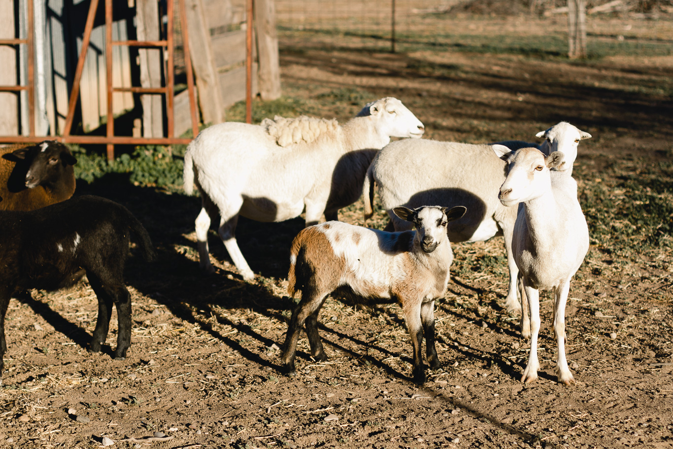 New Mexico sheep