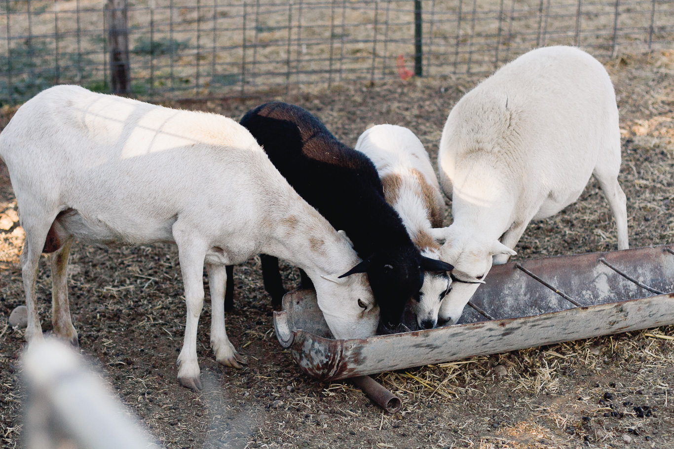 New Mexico sheep