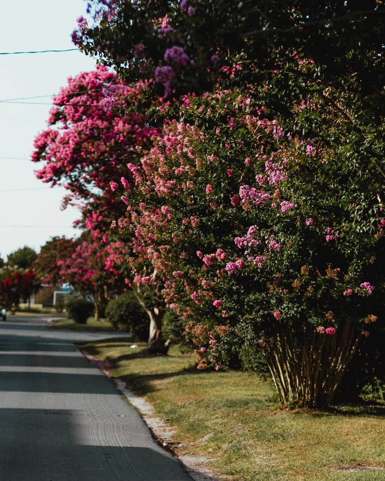 crepe myrtles of Cape Charles, Virginia