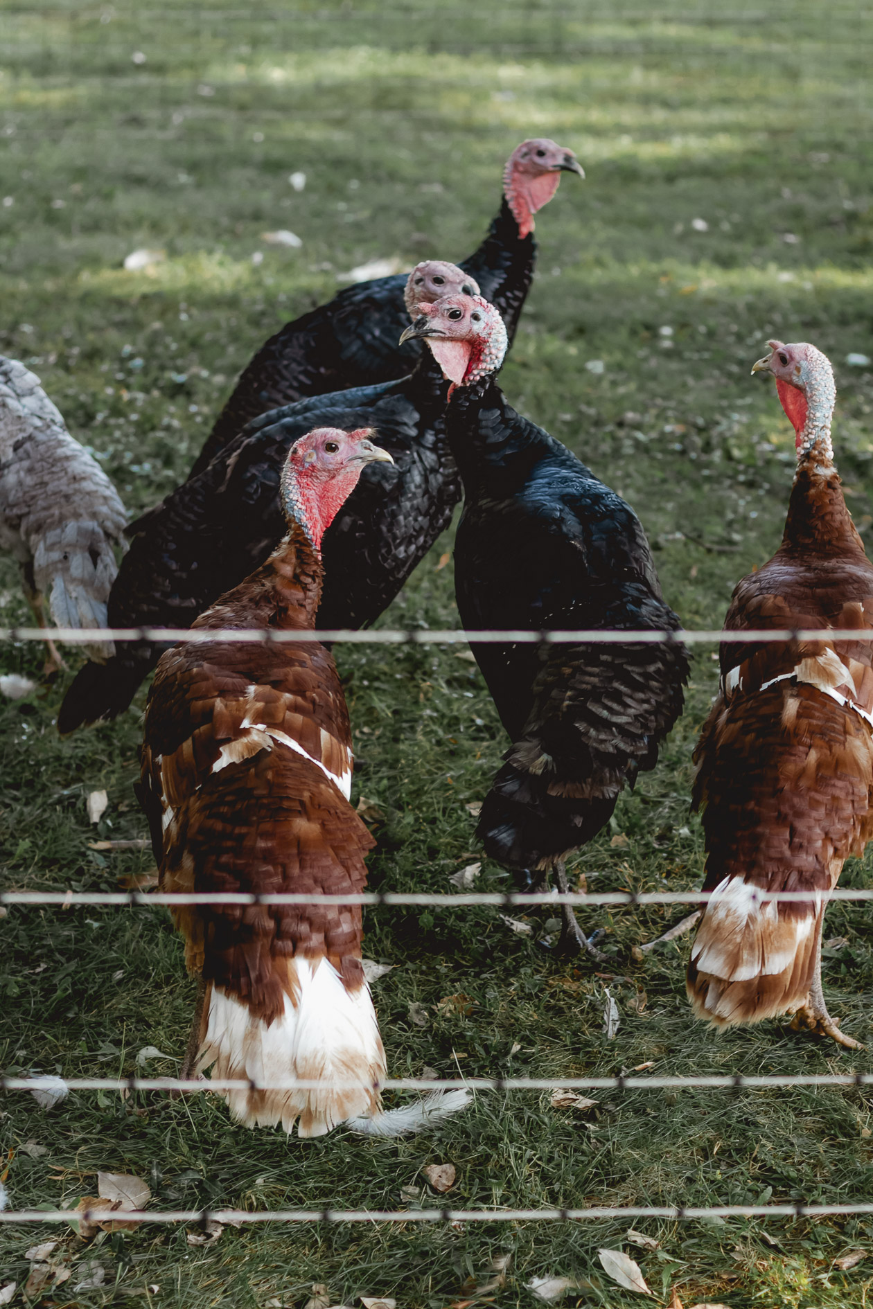 Ayrshire Farm, Virginia