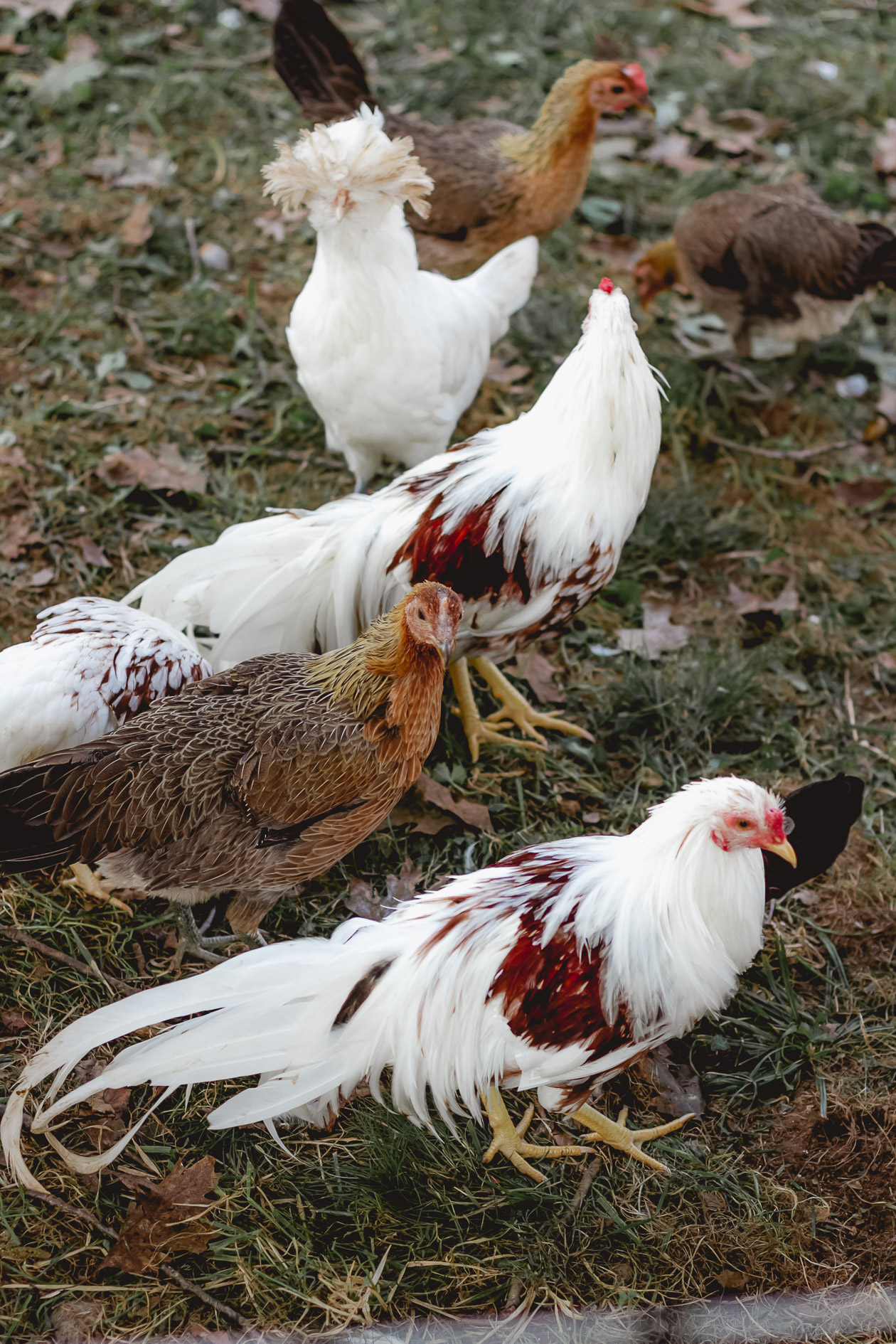 Ayrshire Farm, Virginia