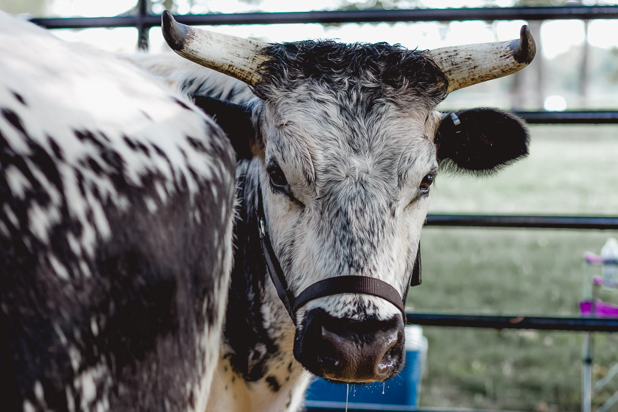 Ayrshire Farm, Virginia