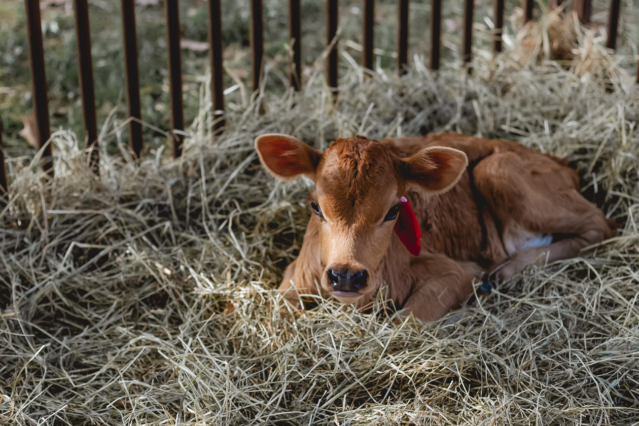 Ayrshire Farm, Virginia