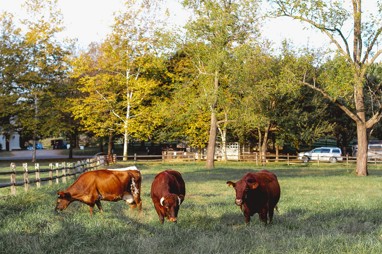Ayrshire Farm, Virginia