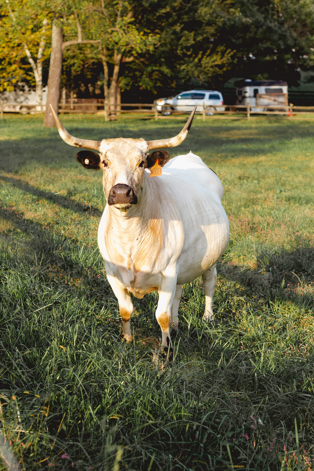 Ayrshire Farm, Virginia